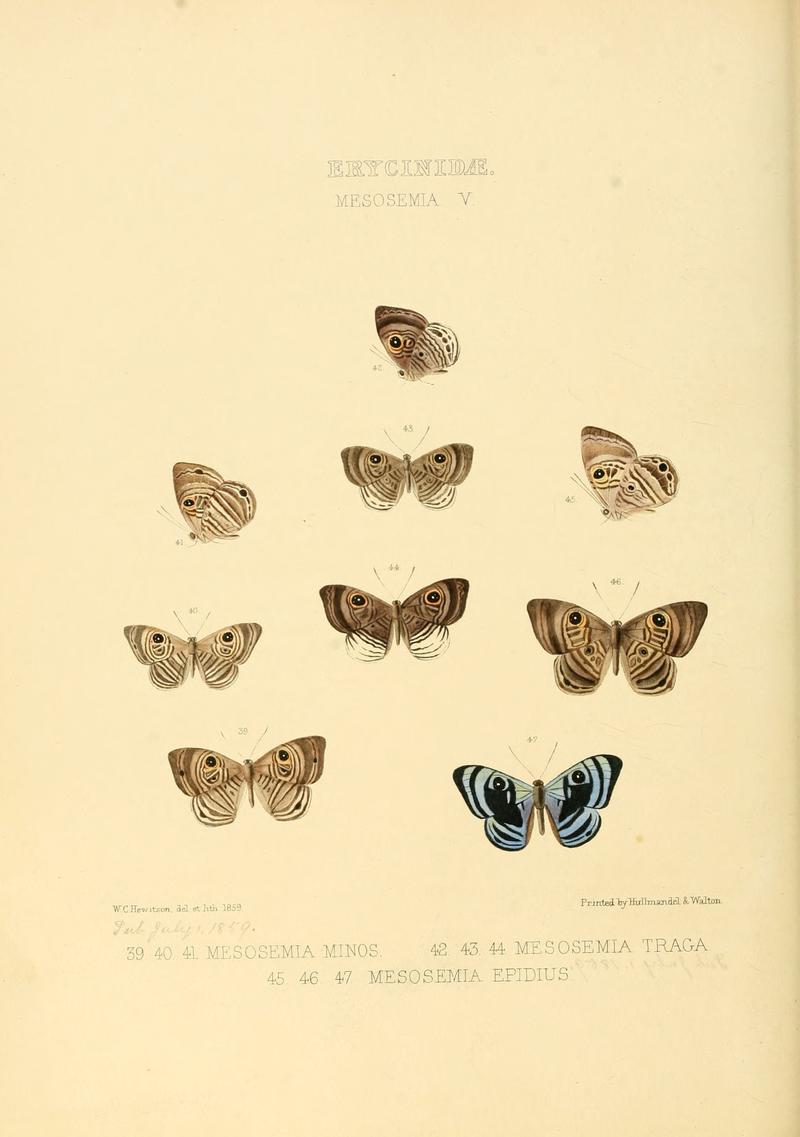 Illustrations of new species of exotic butterflies Mesosemia V