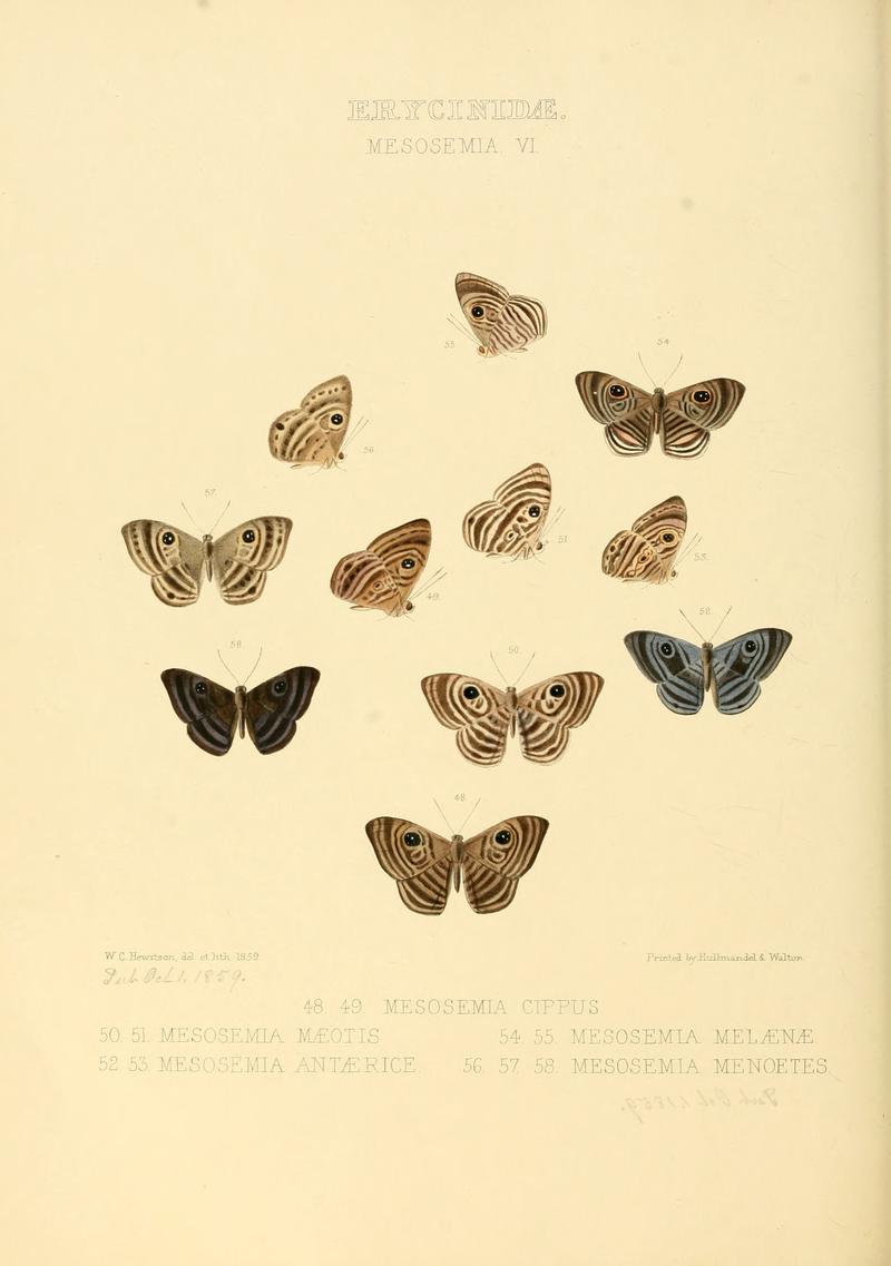 Illustrations of new species of exotic butterflies Mesosemia VI