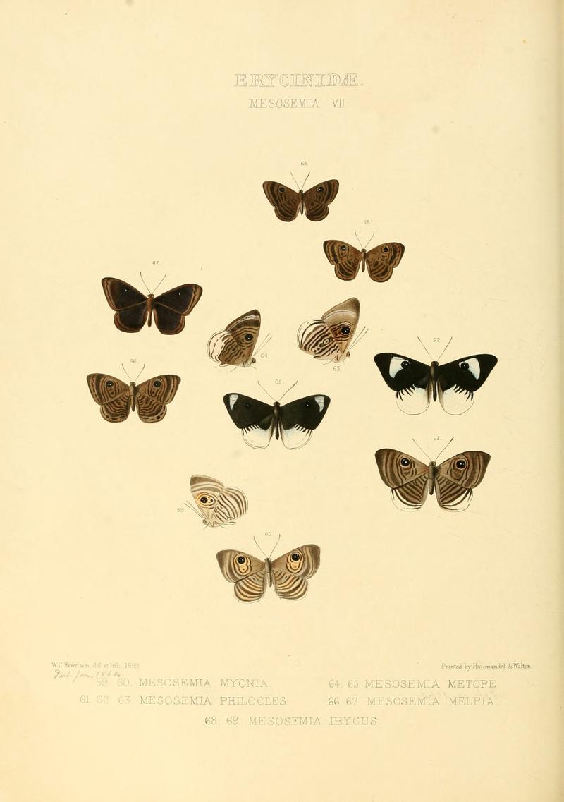 Illustrations of new species of exotic butterflies Mesosemia VII