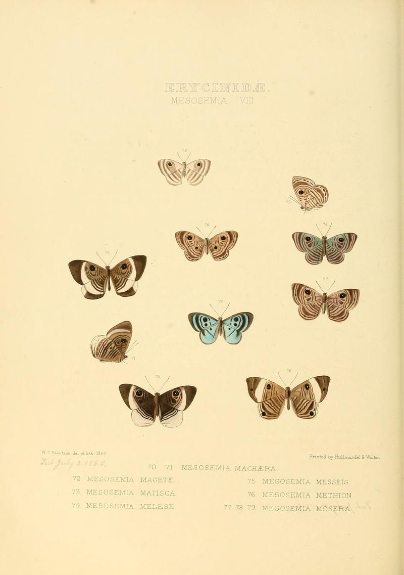 Illustrations of new species of exotic butterflies Mesosemia VIII