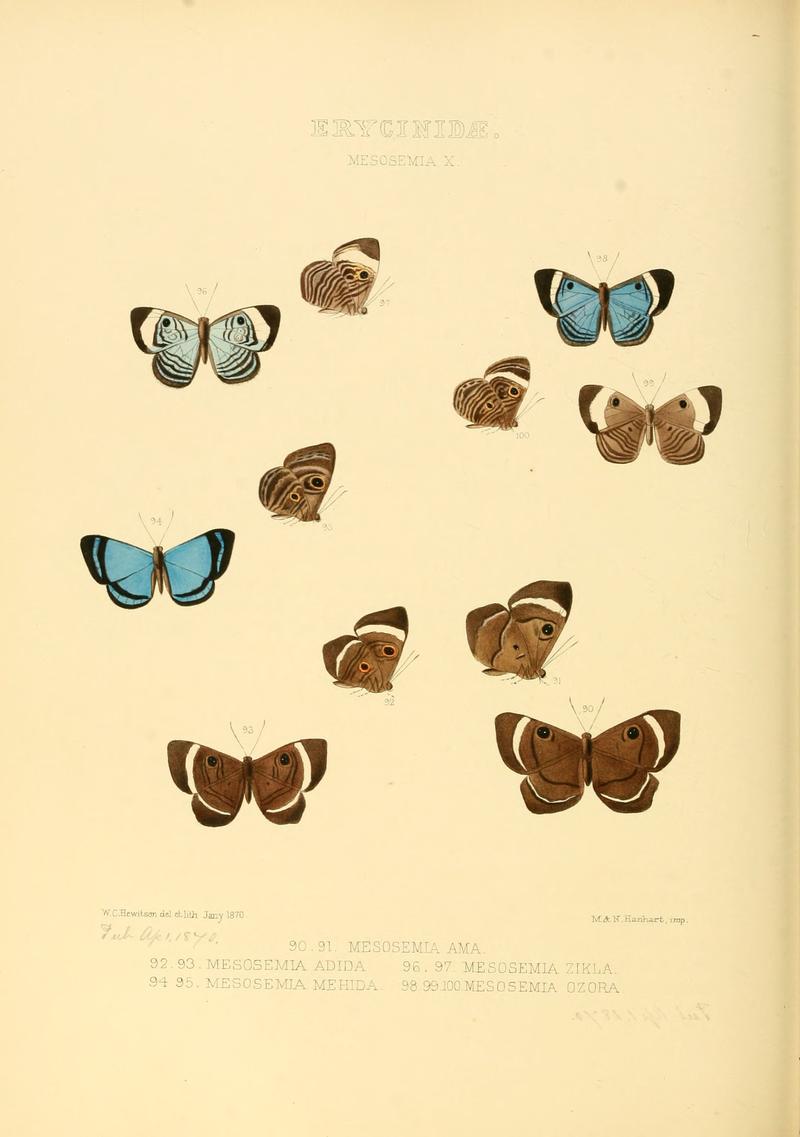 Illustrations of new species of exotic butterflies Mesosemia X