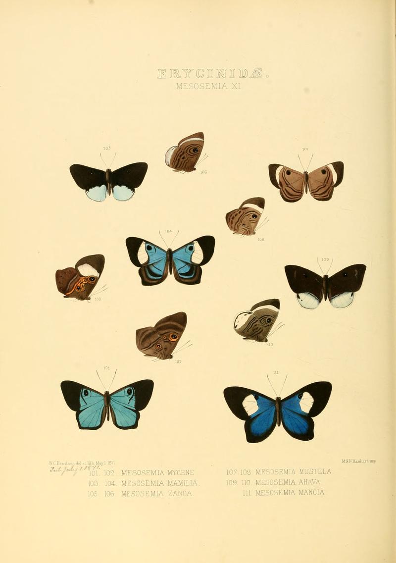 Illustrations of new species of exotic butterflies Mesosemia XI