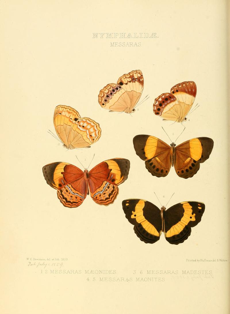 Illustrations of new species of exotic butterflies Messaras