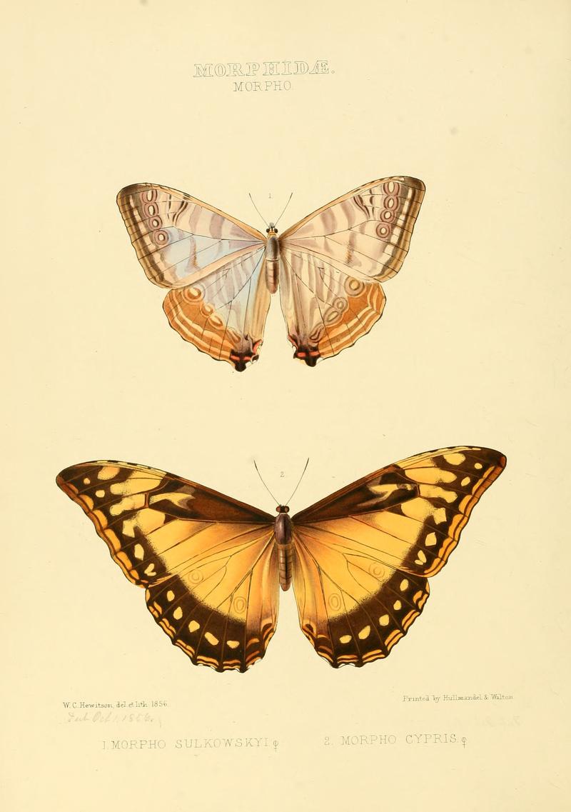 Illustrations of new species of exotic butterflies Morpho