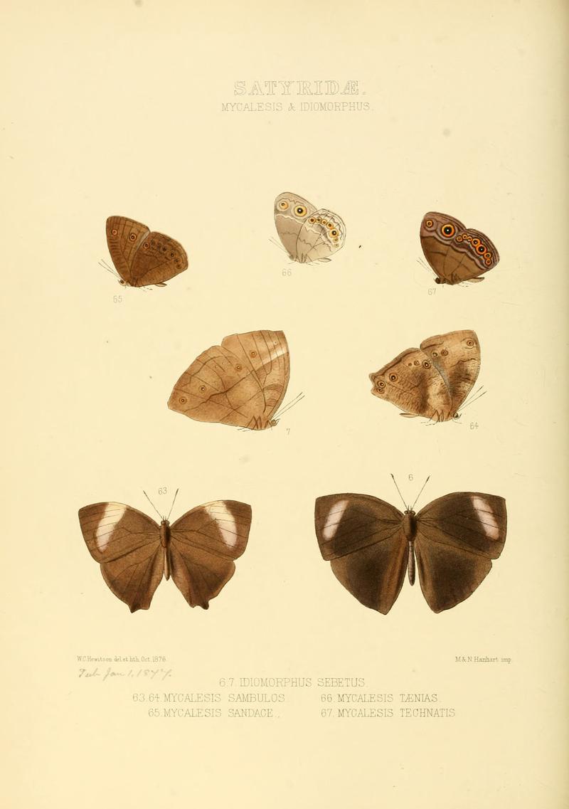 Illustrations of new species of exotic butterflies Mycalesis & Idiomorphus