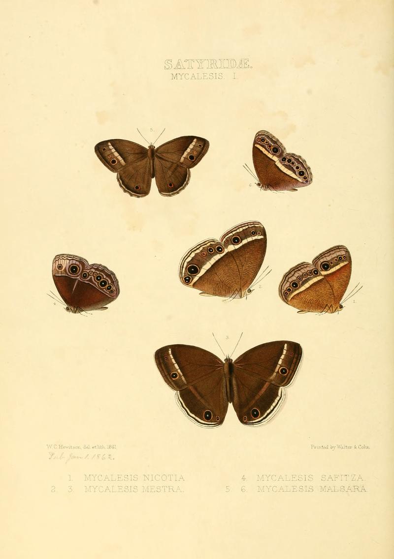 Illustrations of new species of exotic butterflies Mycalesis I