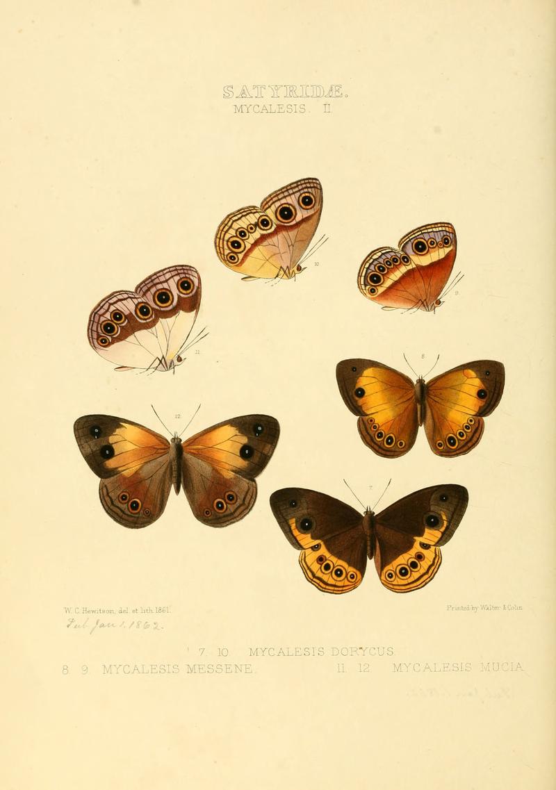 Illustrations of new species of exotic butterflies Mycalesis II