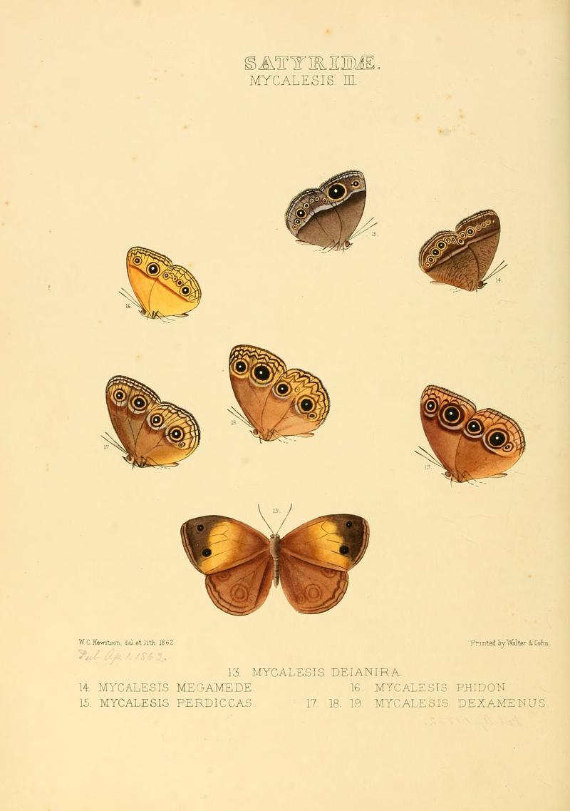 Illustrations of new species of exotic butterflies Mycalesis III