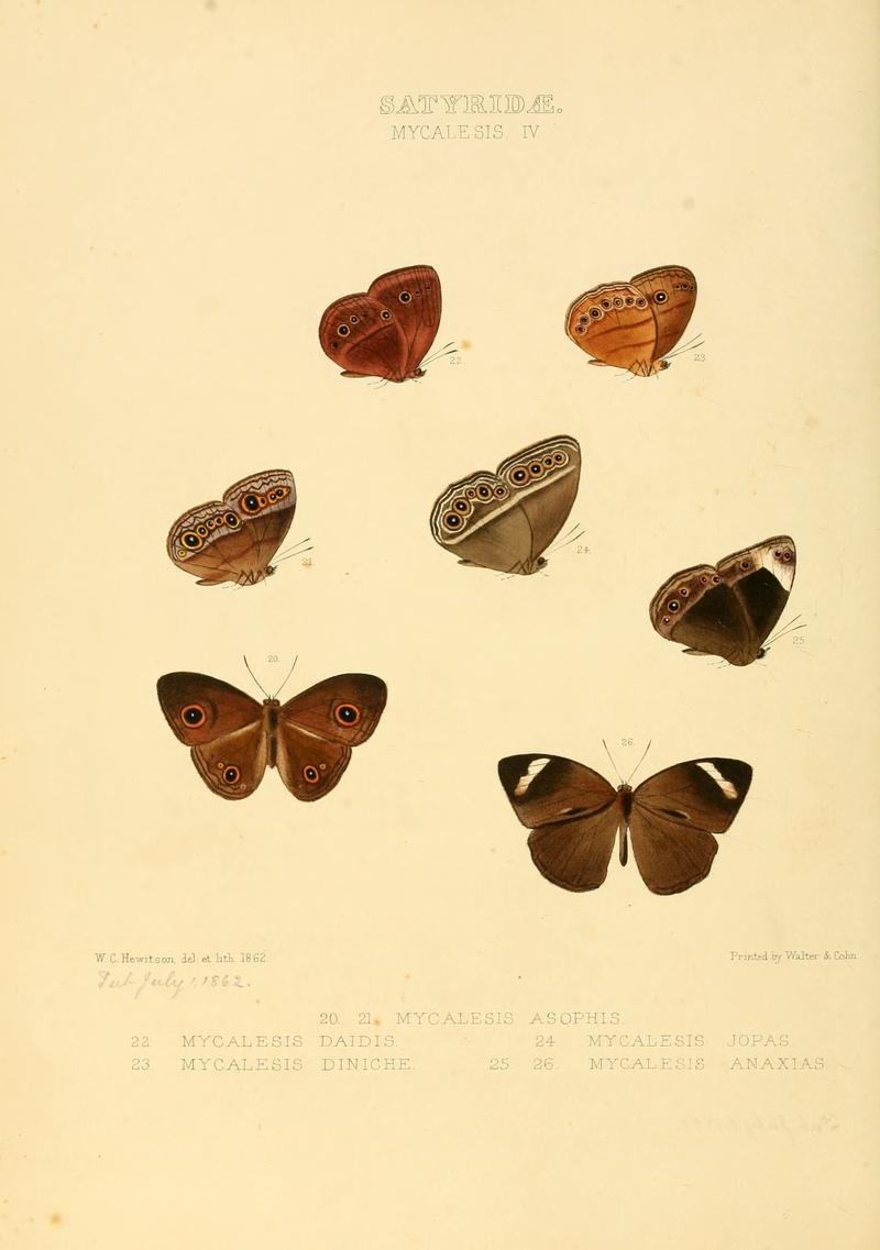 Illustrations of new species of exotic butterflies Mycalesis IV