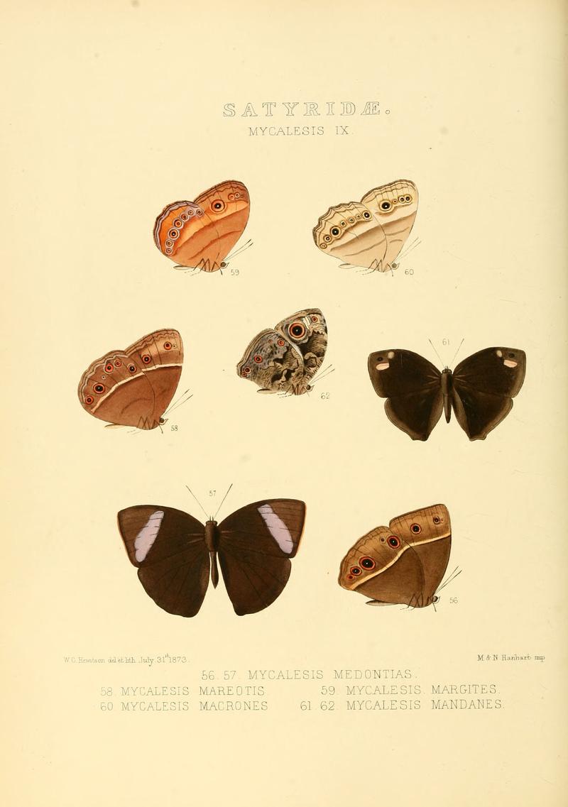 Illustrations of new species of exotic butterflies Mycalesis IX