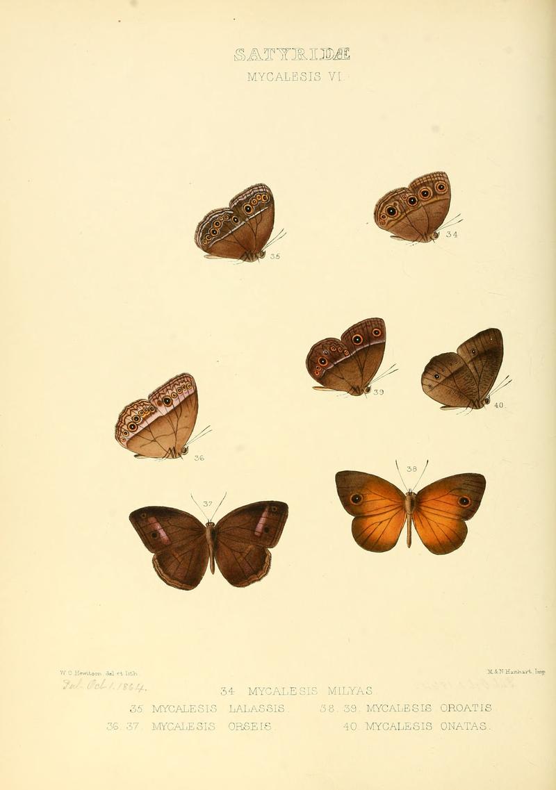 Illustrations of new species of exotic butterflies Mycalesis VI