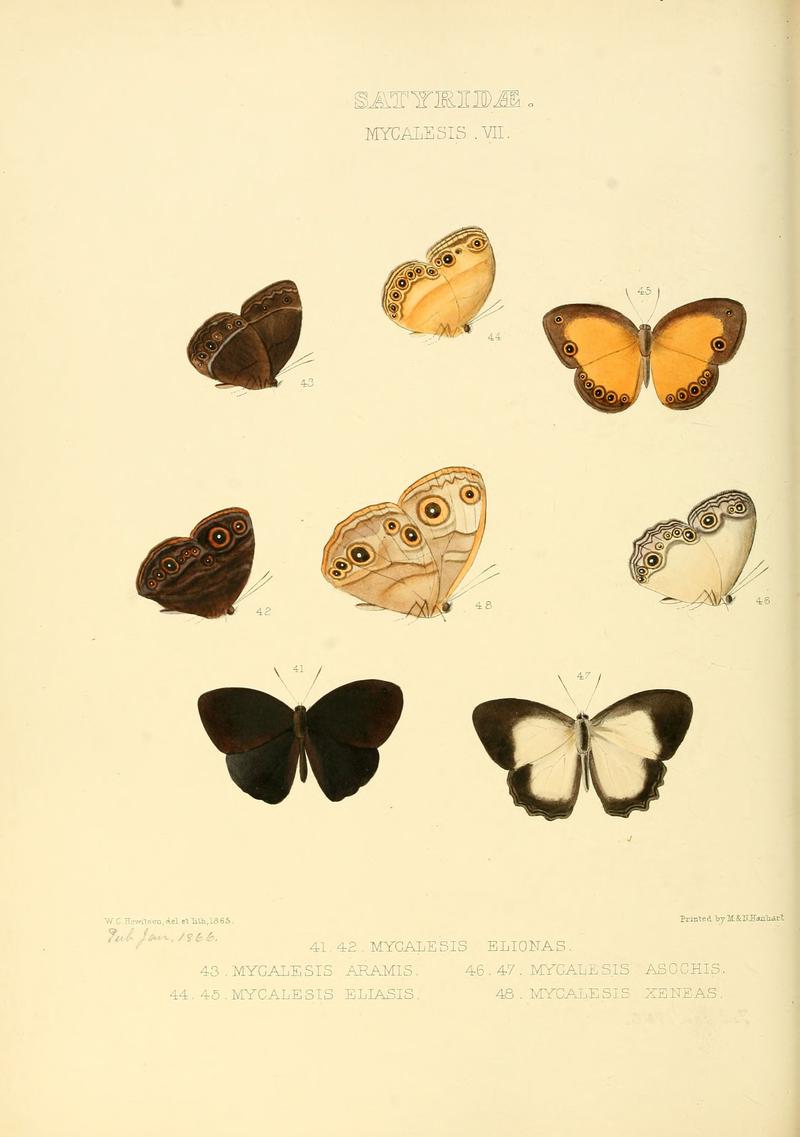 Illustrations of new species of exotic butterflies Mycalesis VII