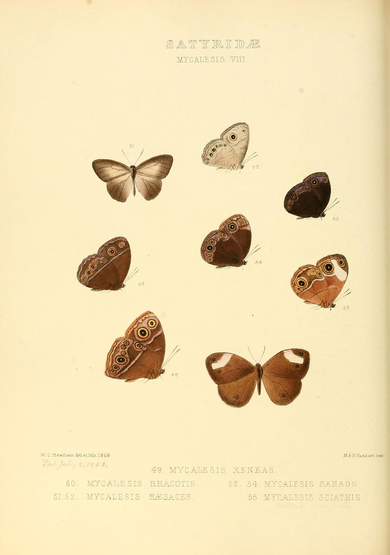 Illustrations of new species of exotic butterflies Mycalesis VIII