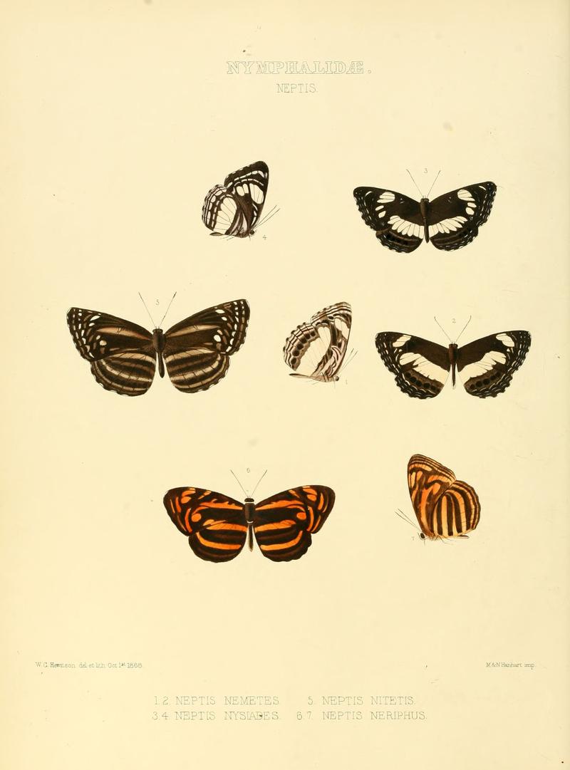 Illustrations of new species of exotic butterflies Neptis