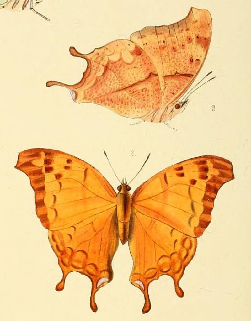 Illustrations of new species of exotic butterflies Nymphalis I, Charaxes zoolina