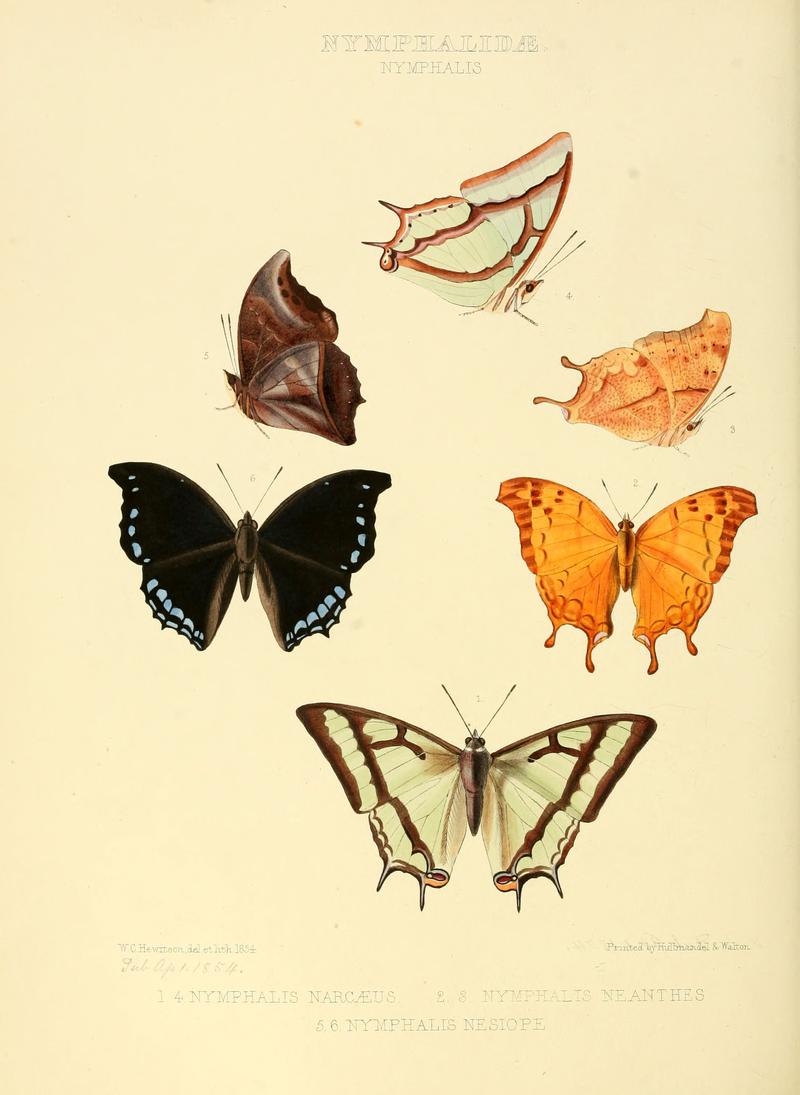 Illustrations of new species of exotic butterflies Nymphalis I