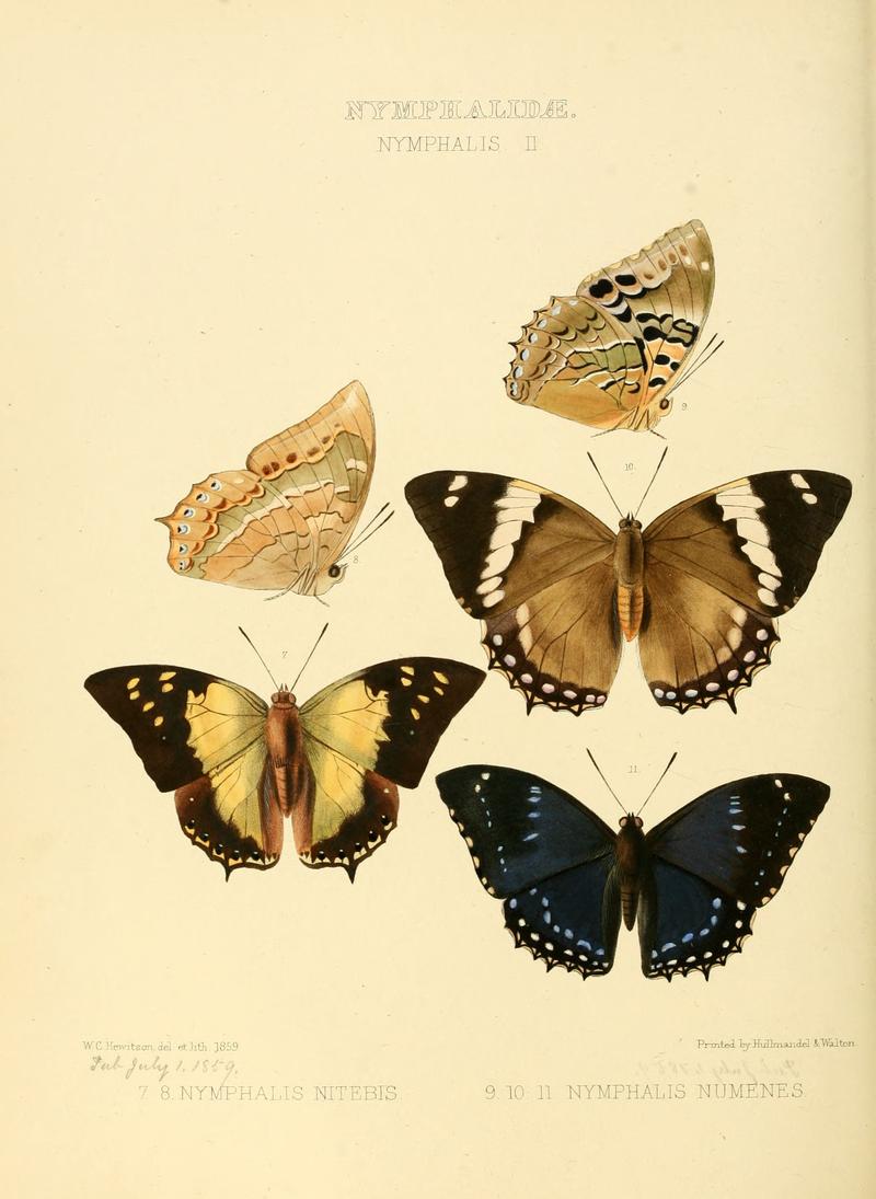 Illustrations of new species of exotic butterflies Nymphalis II