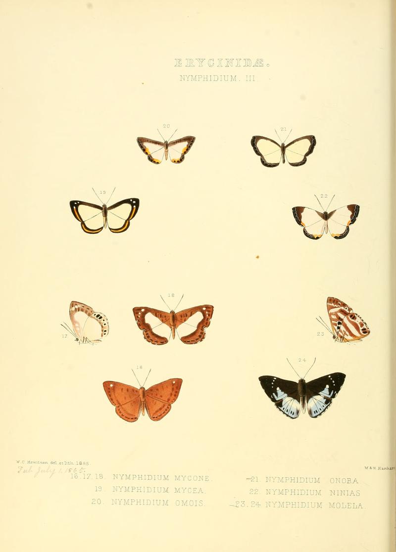 Illustrations of new species of exotic butterflies Nymphidium III