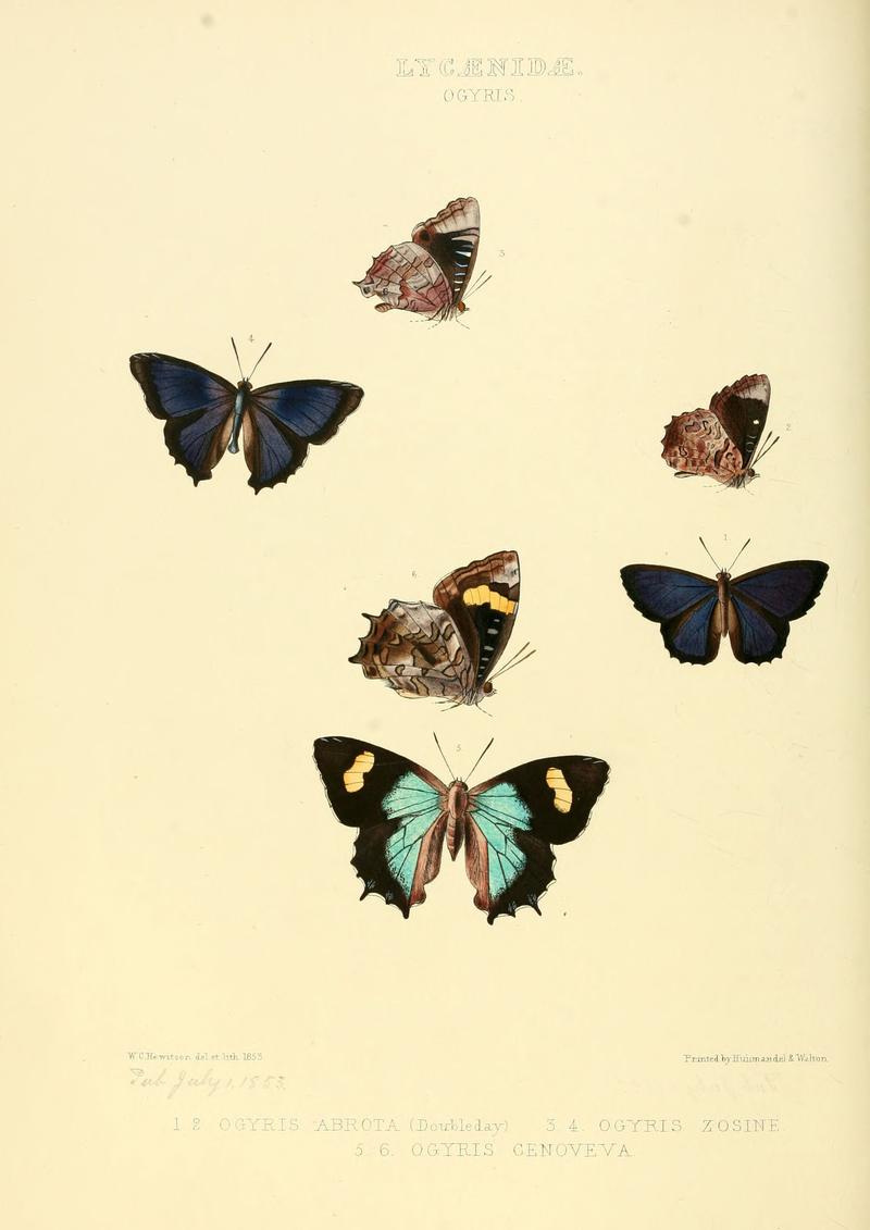 Illustrations of new species of exotic butterflies Ogyris