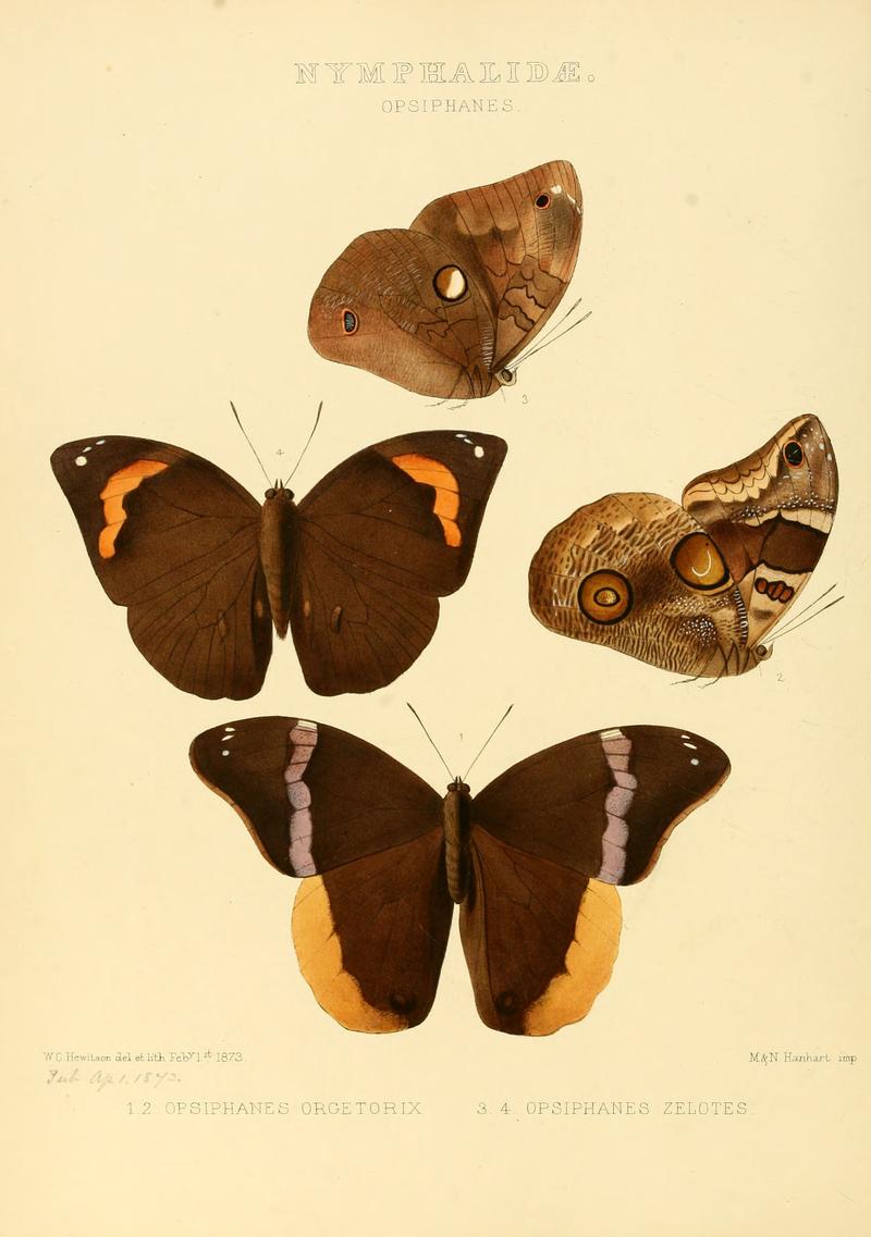 Illustrations of new species of exotic butterflies Opsiphanes