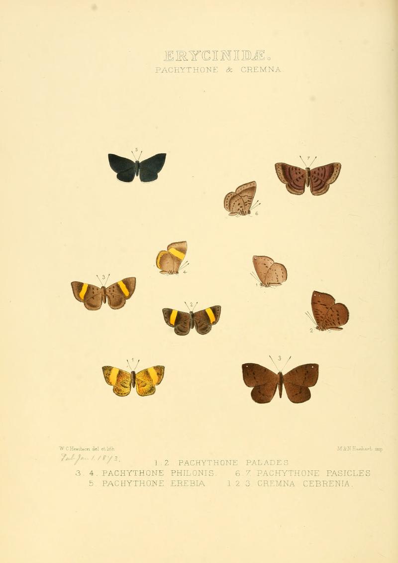 Illustrations of new species of exotic butterflies Pachythone & Cremna