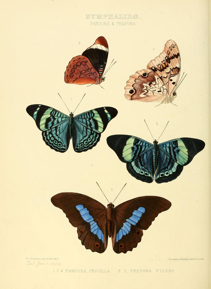 Illustrations of new species of exotic butterflies Pandora & Prepona