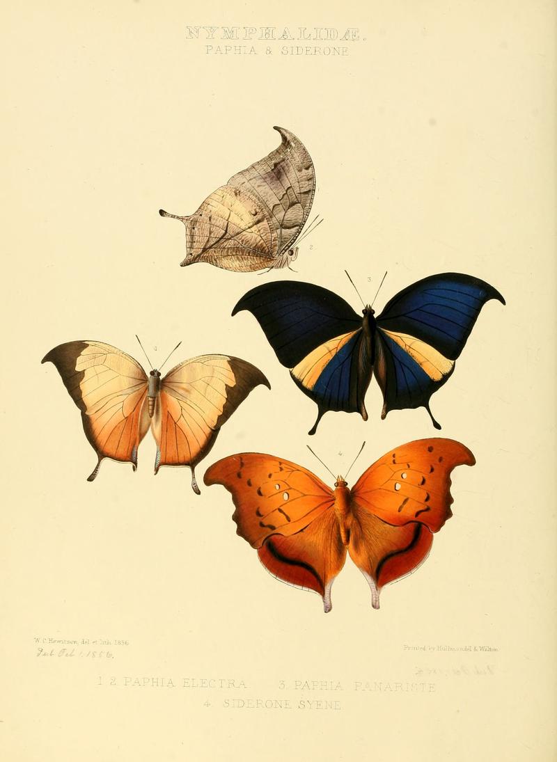 Illustrations of new species of exotic butterflies Paphia & Siderone