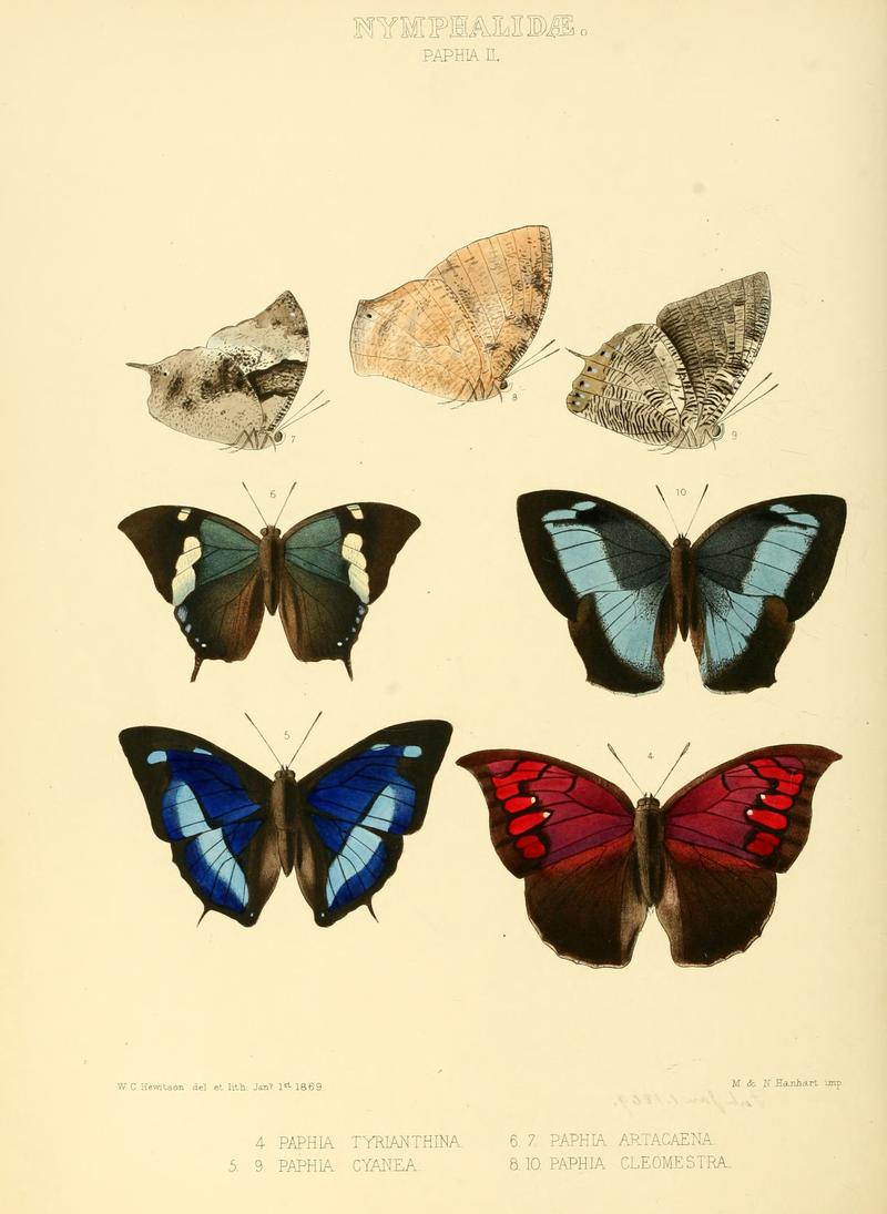 Illustrations of new species of exotic butterflies Paphia II