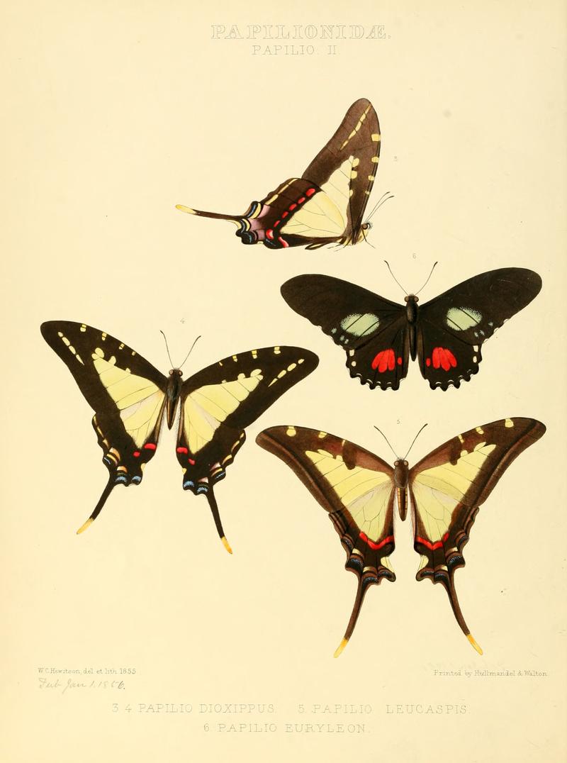 Illustrations of new species of exotic butterflies Papilio II