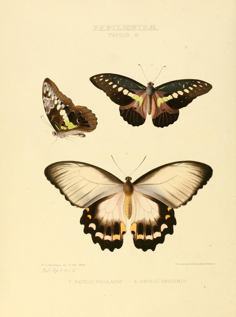 Illustrations of new species of exotic butterflies Papilio III