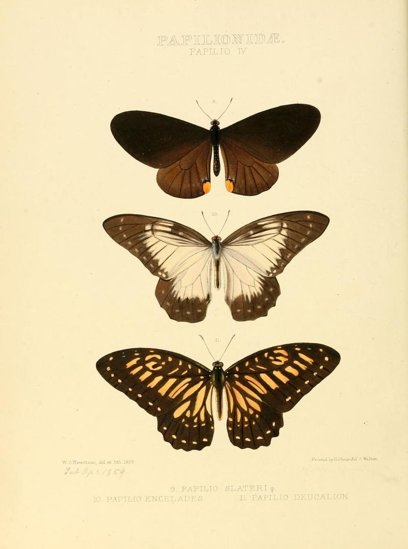 Illustrations of new species of exotic butterflies Papilio IV