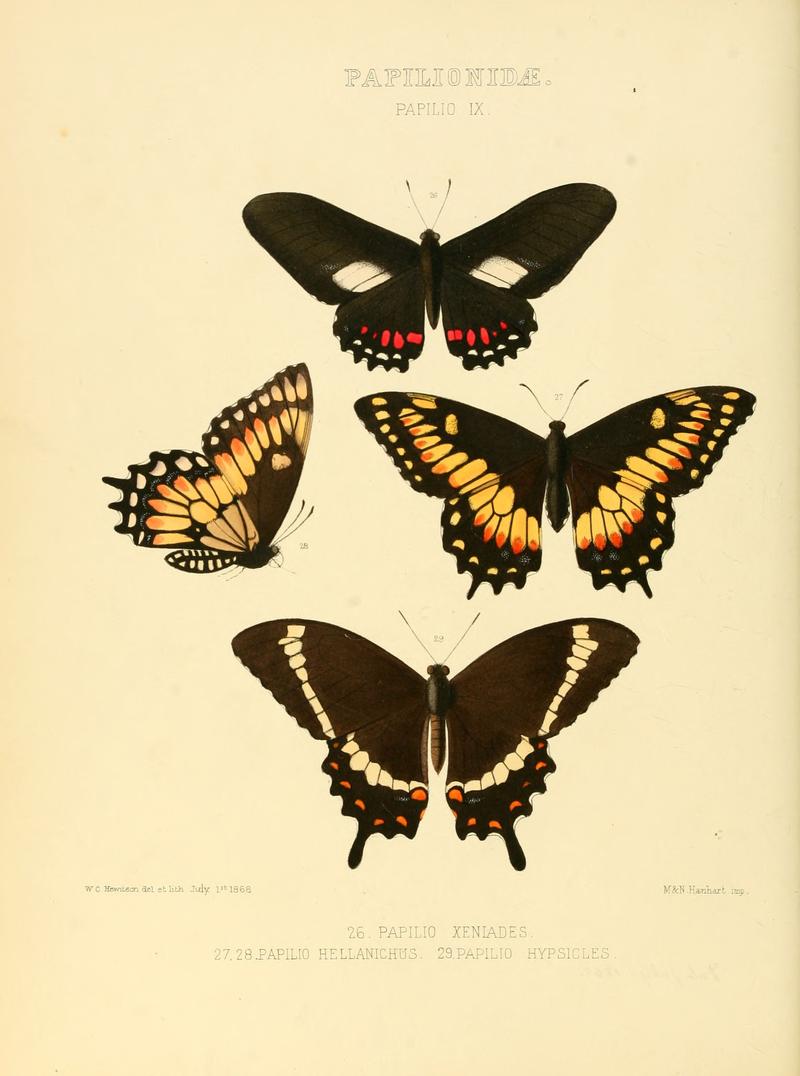 Illustrations of new species of exotic butterflies Papilio IX