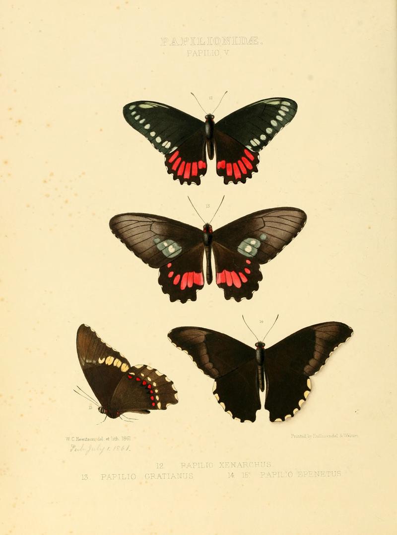 Illustrations of new species of exotic butterflies Papilio V