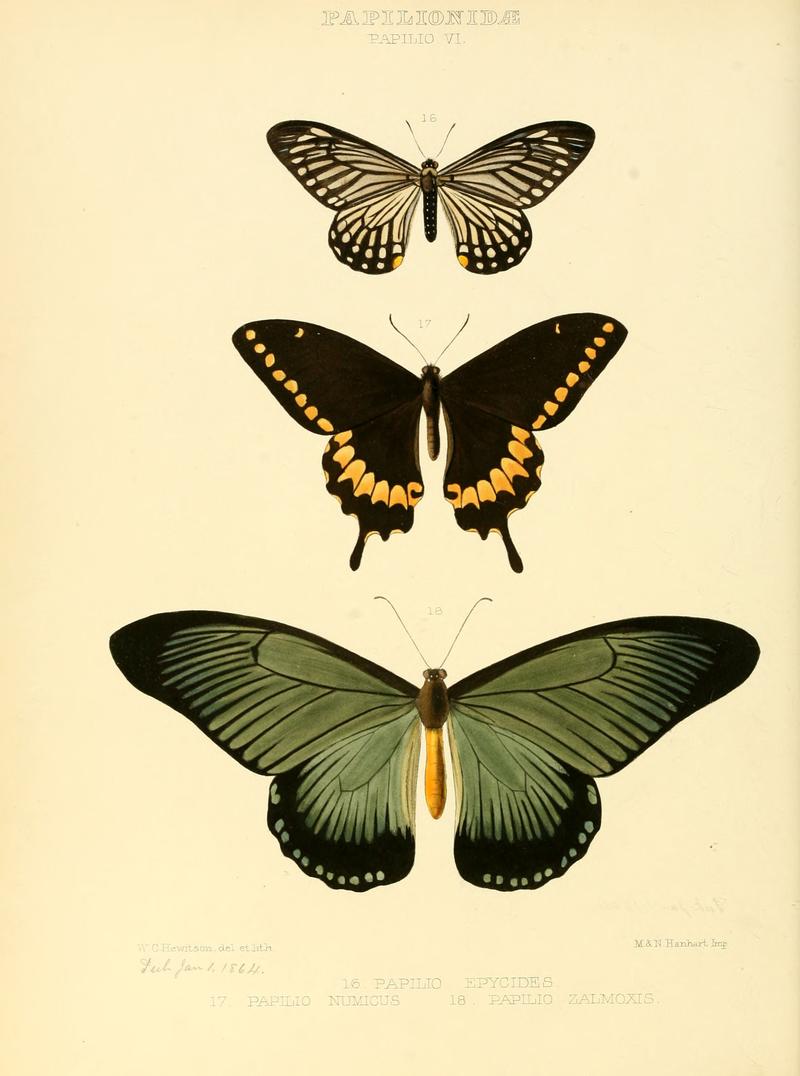 Illustrations of new species of exotic butterflies Papilio VI