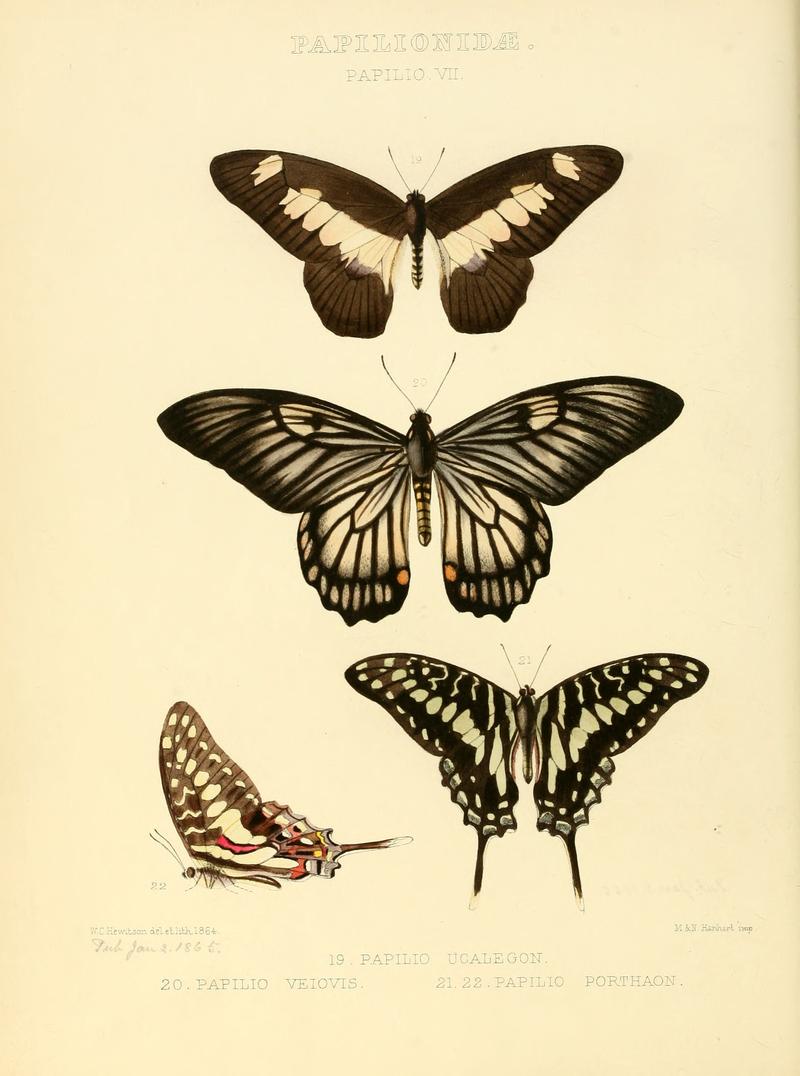 Illustrations of new species of exotic butterflies Papilio VII