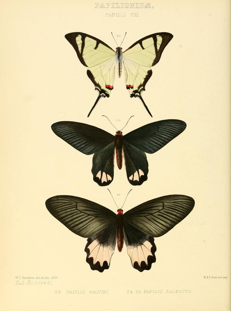 Illustrations of new species of exotic butterflies Papilio VIII