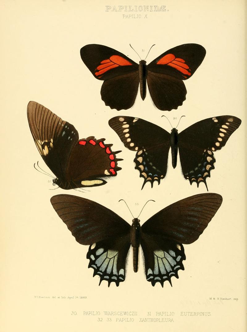 Illustrations of new species of exotic butterflies Papilio X