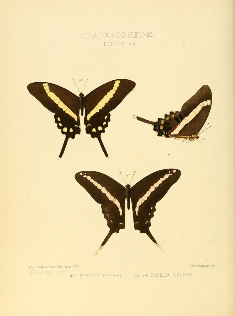 Illustrations of new species of exotic butterflies Papilio XIII