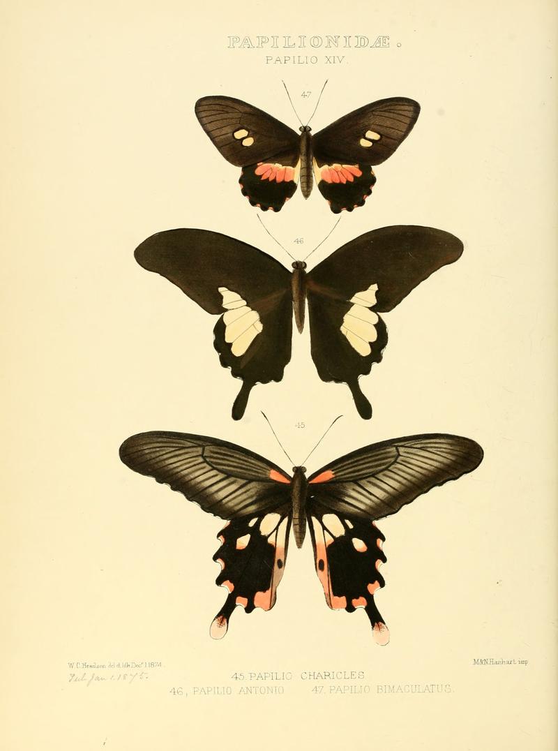 Illustrations of new species of exotic butterflies Papilio XIV