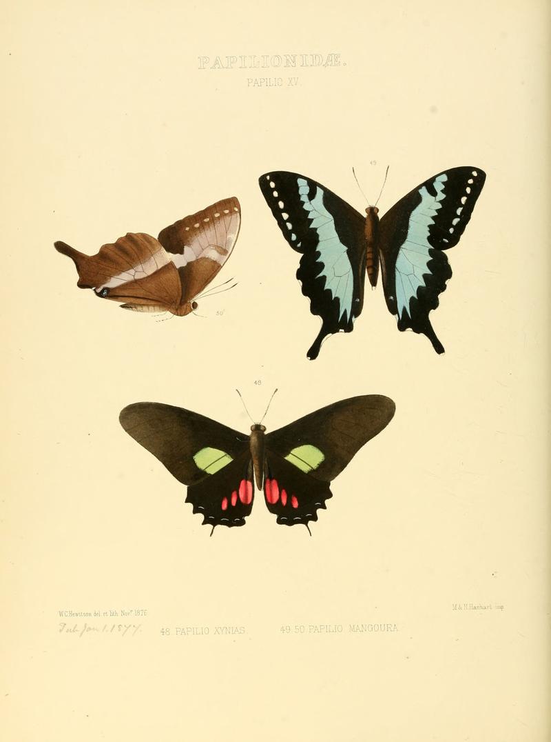 Illustrations of new species of exotic butterflies Papilio XV