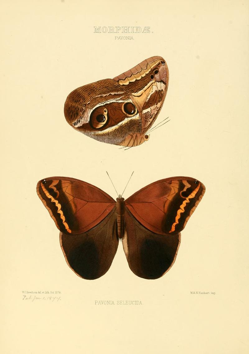 Illustrations of new species of exotic butterflies Pavonia I