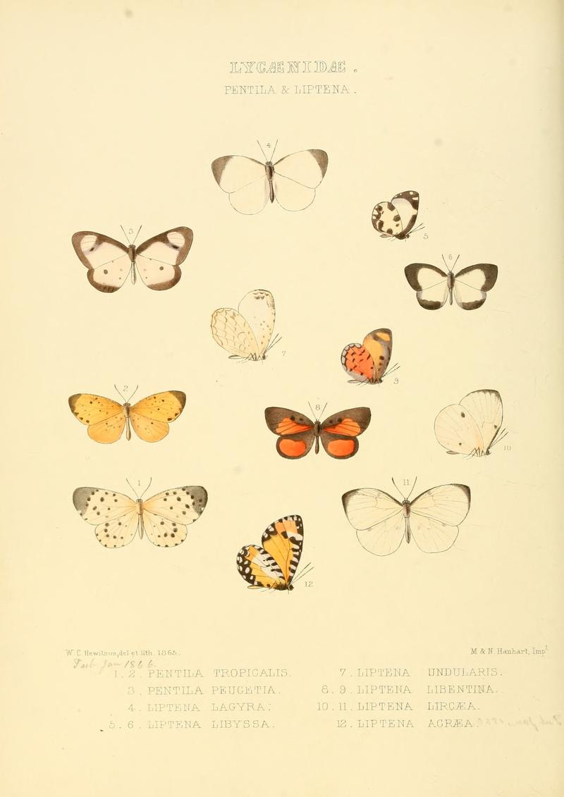 Illustrations of new species of exotic butterflies Pentila & Liptena