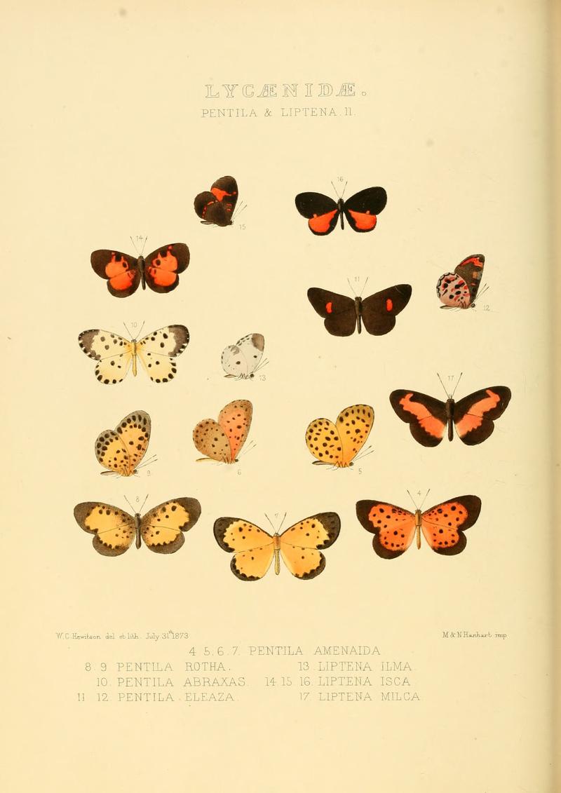 Illustrations of new species of exotic butterflies Pentila & Liptena II