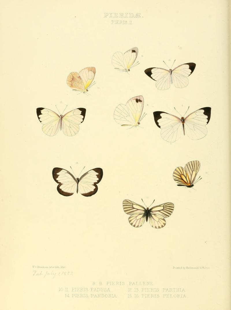 Illustrations of new species of exotic butterflies Pieris II