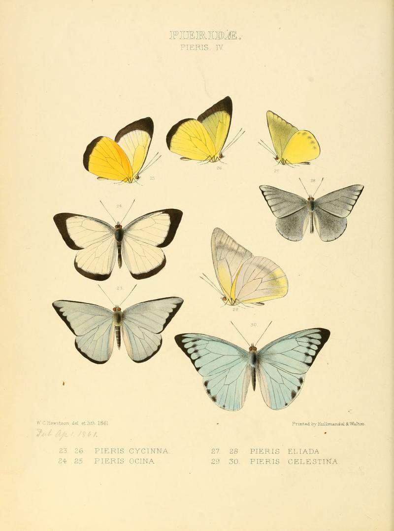 Illustrations of new species of exotic butterflies Pieris IV