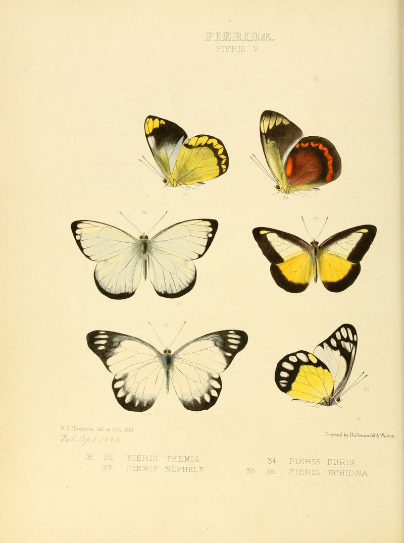 Illustrations of new species of exotic butterflies Pieris V