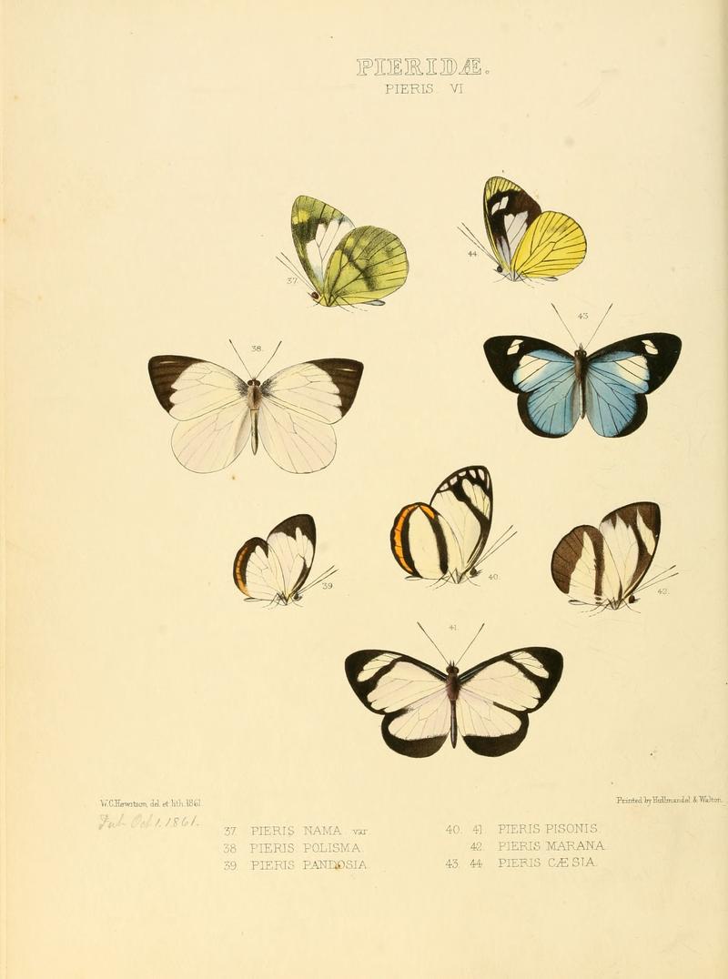 Illustrations of new species of exotic butterflies Pieris VI