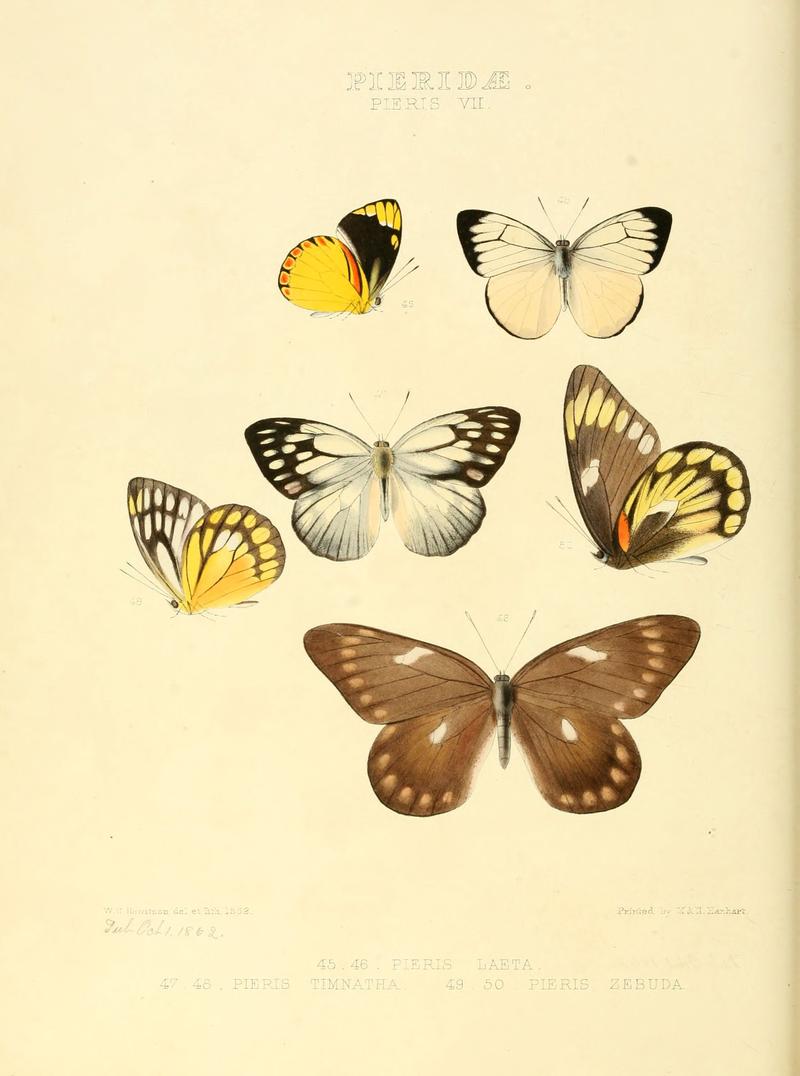 Illustrations of new species of exotic butterflies Pieris VII