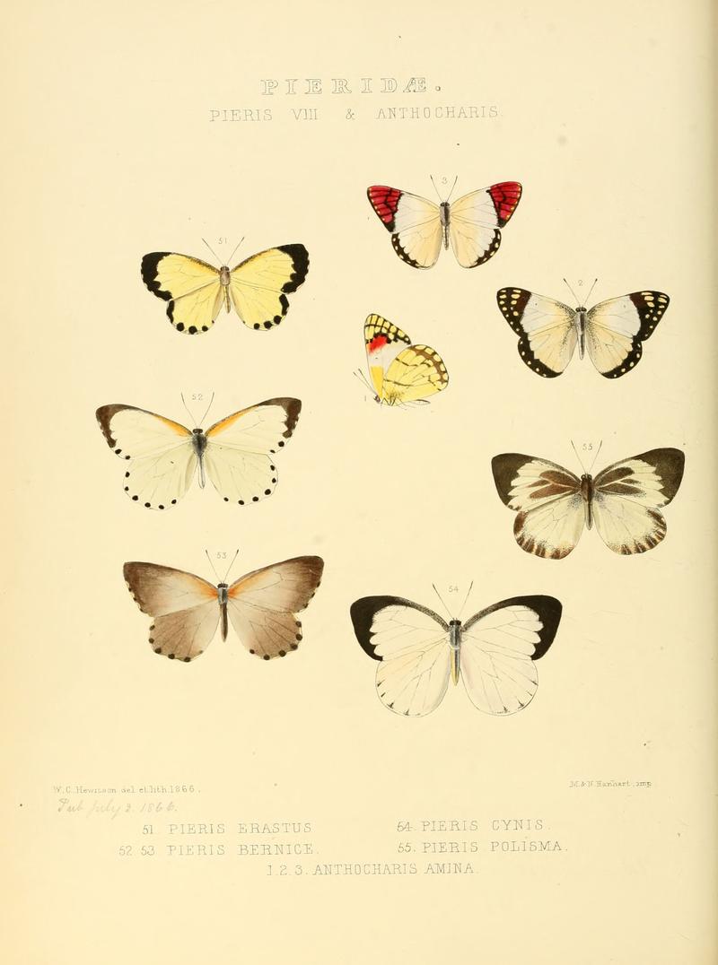 Illustrations of new species of exotic butterflies Pieris VIII & Anthocharis