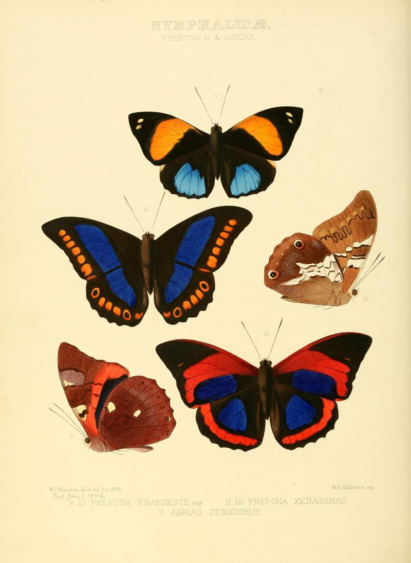 Illustrations of new species of exotic butterflies Prepona II & Agrias